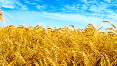 wheat-field-wallpapers_13409_2560x1600