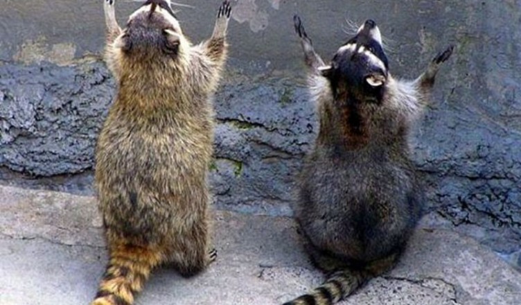 Praying-Raccoons