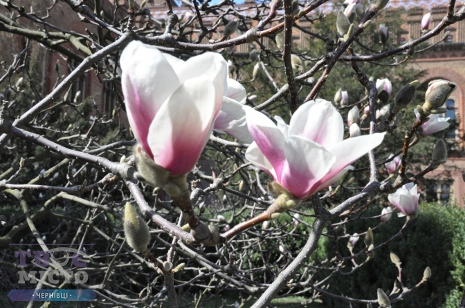 magnolii6