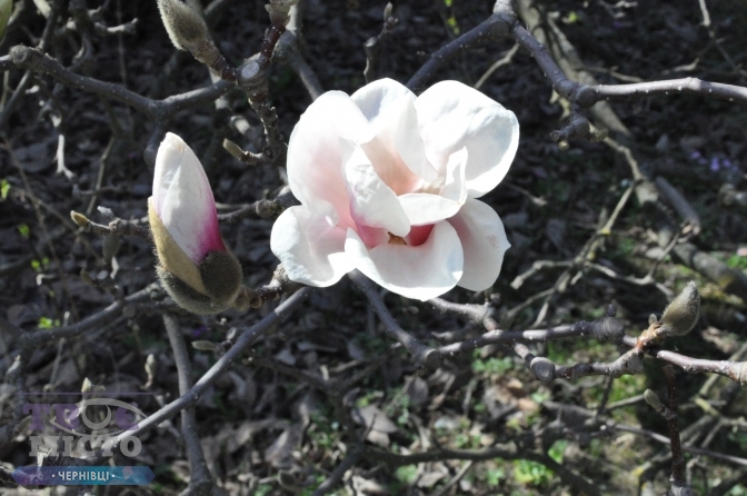 magnolii7