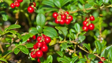 Red ripe lingonberries in forest.