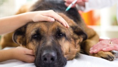 veterinary surgeon is giving the vaccine to the dog German Shepherd,fokus on injection