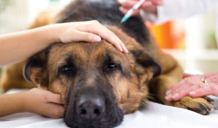 veterinary surgeon is giving the vaccine to the dog German Shepherd,fokus on injection