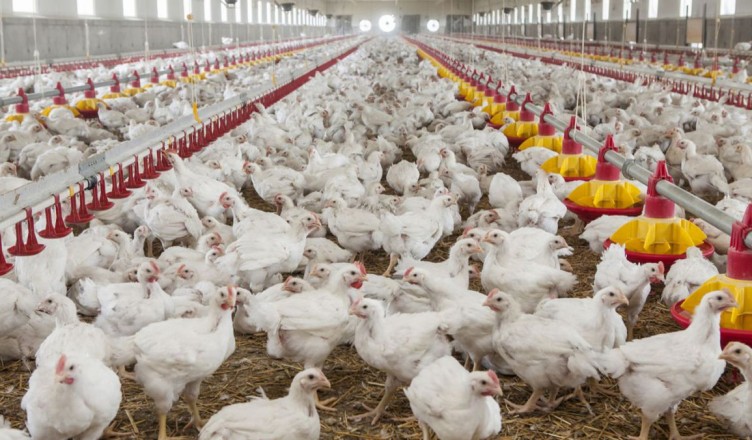 Avicultorii-despre-exportul-de-carne-de-pasare-si-oua-in-UE-Cum-putem-sa-fim-noi-competitivi--55482-1553249926