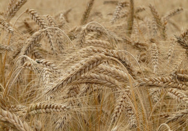 wheat-8762-1280