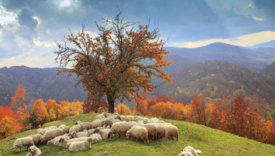 lambs in the autumn