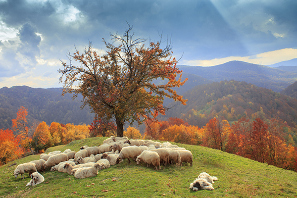 lambs in the autumn
