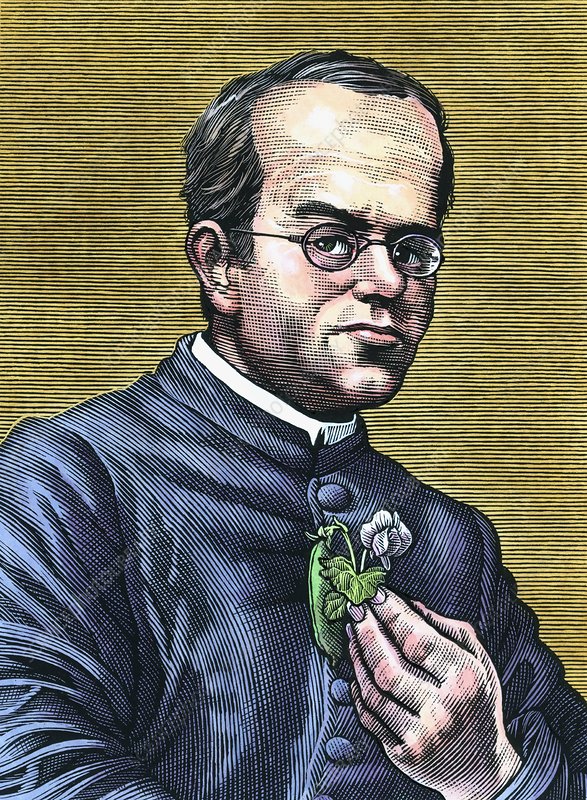 ^BGregor Johann Mendel^b (1822-1884), Austrian botanist and founder of genetics. Mendel, the abbot of an abbey in Brno, carried out breeding experiments with pea plants (held in hand). His results revealed the statistical laws of heredity, and he postulated the existence of a unit of heredity that is now called the gene.