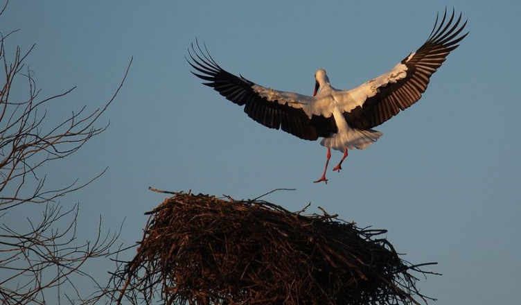 12106568 - white stork prepares to land in its nest on a house