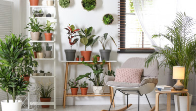 Stylish,Room,Interior,With,Different,Home,Plants