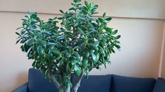 00 Acum 1 Arbore;e banilor