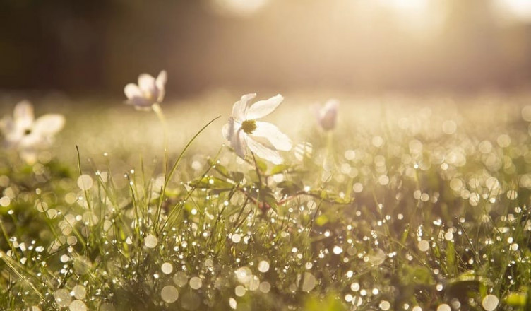 00 Acum Oboseala de prim[vara