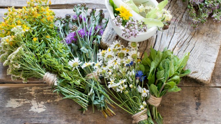 00 Acum Cinci plante