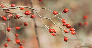 00 Acum Curiozităţi