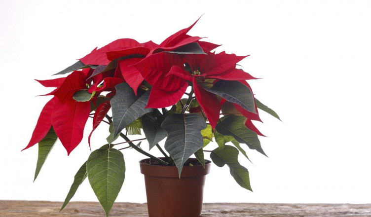 00 Acum Crăciuniţa