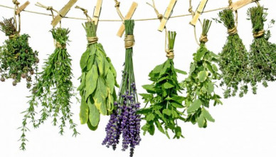 00 Ierburi şi condimente