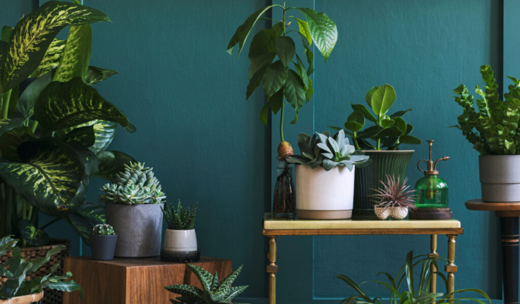 Stylish composition of home garden interior filled a lot of beau