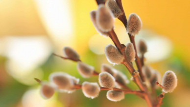 00 Acum 1 A Floriile