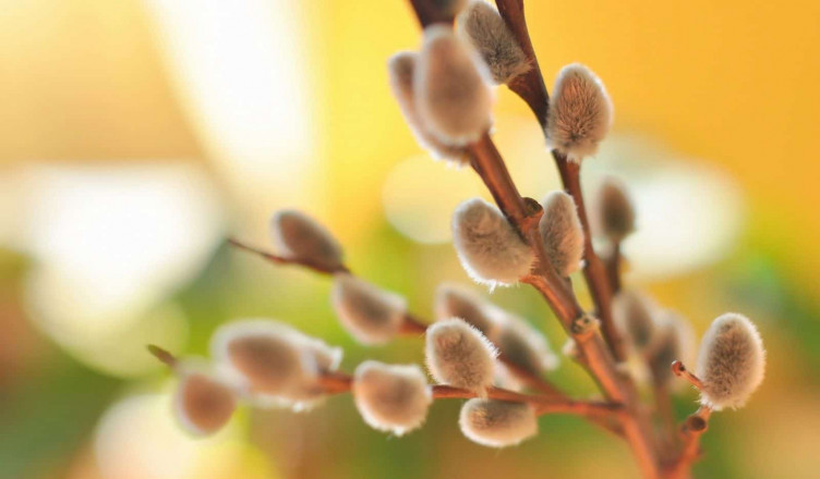 00 Acum 1 A Floriile