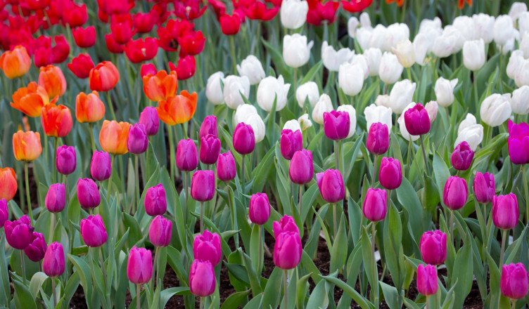 colorful tulips fields in the garden