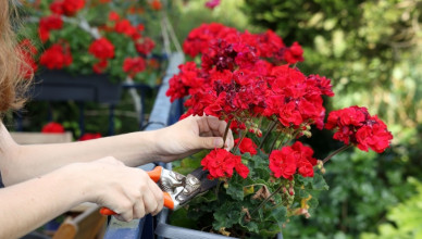 00 Acum 1 A Muşcatele