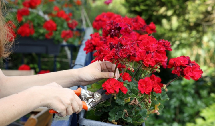 00 Acum 1 A Muşcatele