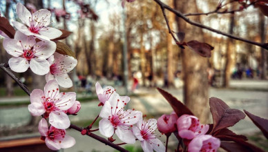 00 Acum 1 A Natura 2