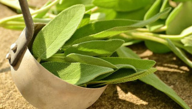 00 Acum 1 A A Salvia 2