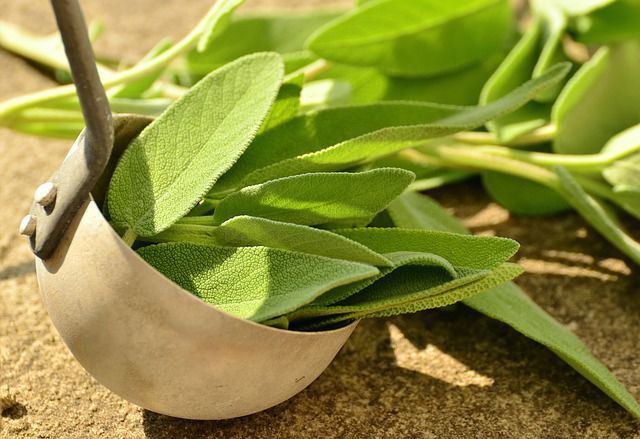 00 Acum 1 A A Salvia 2