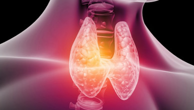 Human,Thyroid,Anatomy.,3d,Illustration