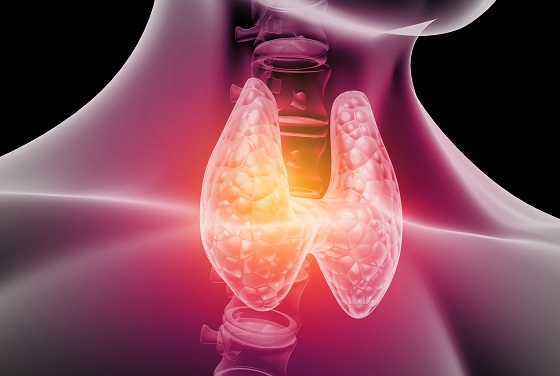 Human,Thyroid,Anatomy.,3d,Illustration